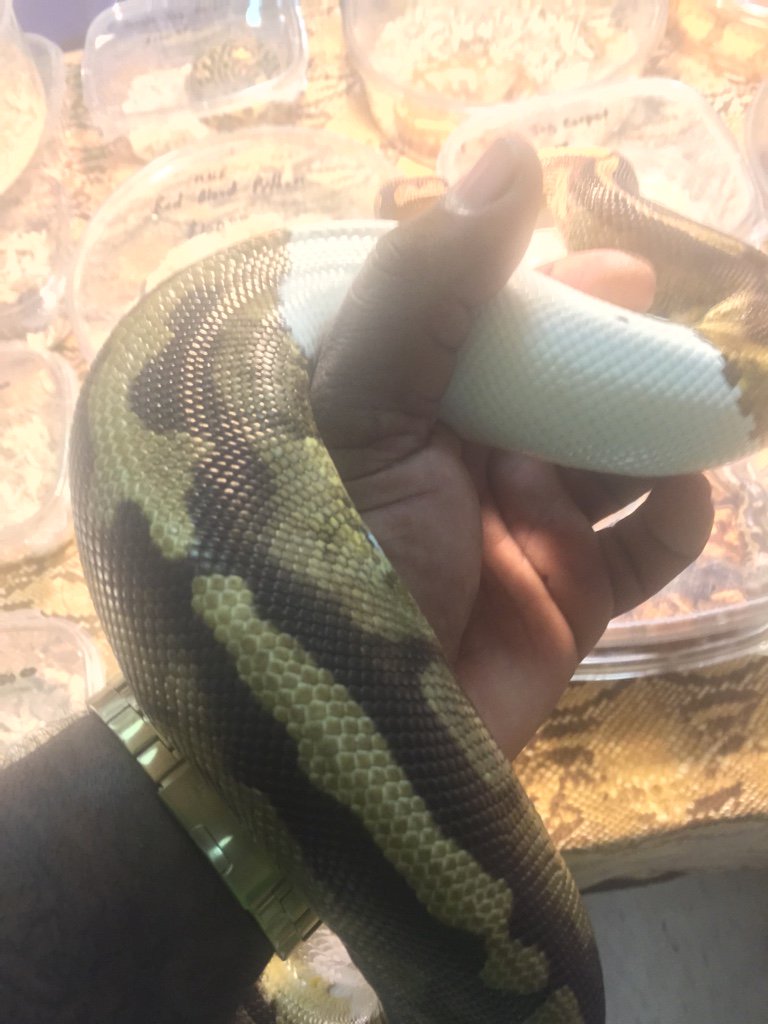 Repticon Dallas