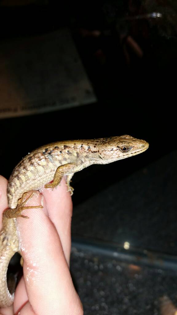 Northern Alligator Lizard