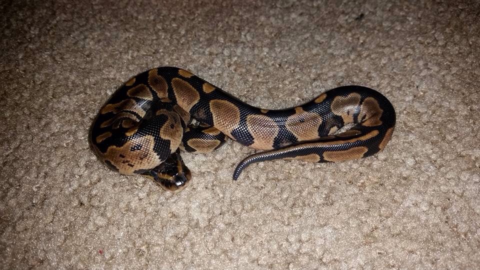 Determining hatchling ball python species, and kinked tail?
