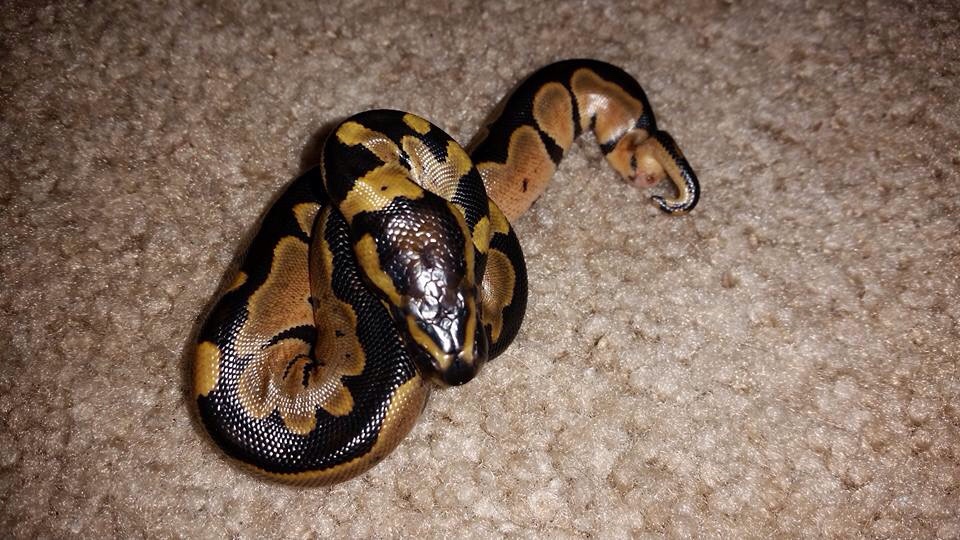 Determining hatchling ball python species, and kinked tail?
