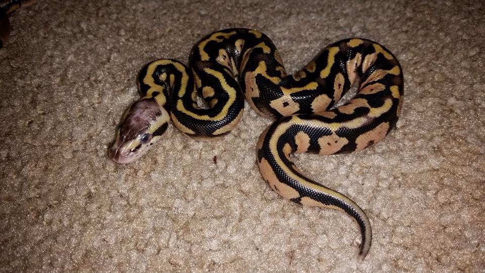 Determining hatchling ball python species, and kinked tail?
