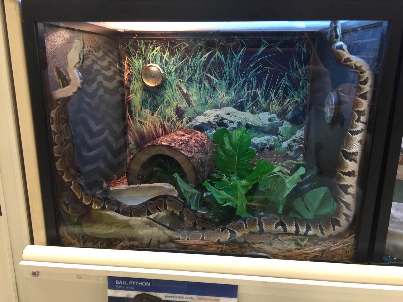 42+ Petsmart Christmas Aquarium Decorations Wayang Pets
