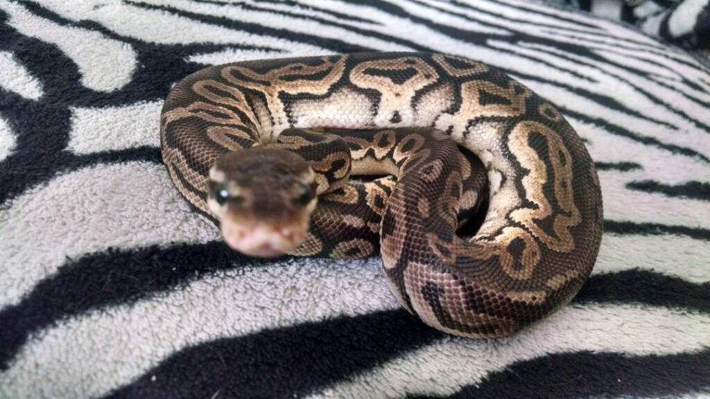 Rate The Ball Python Above You* - Page 37
