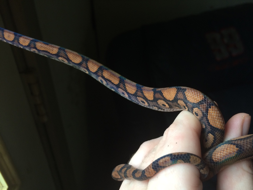 Reptile temp gun  Aussie Pythons & Snakes Forum