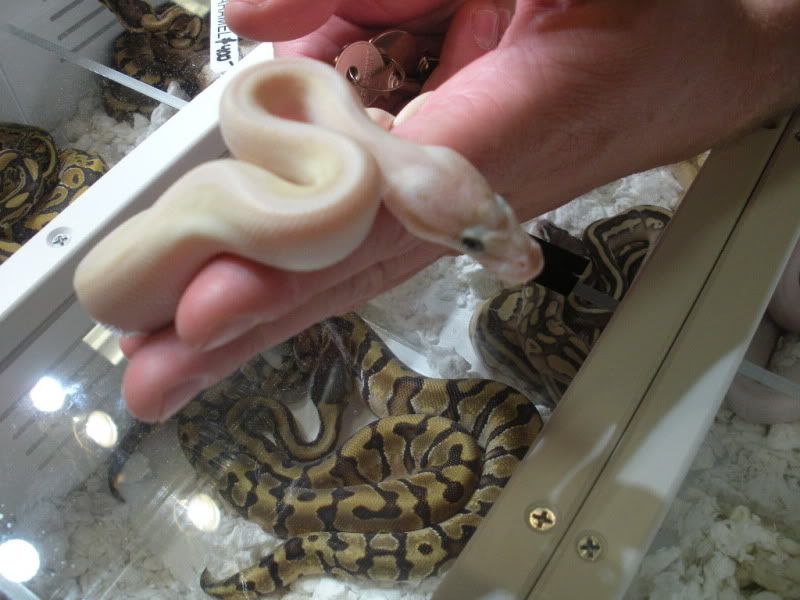 Pearl Ball python