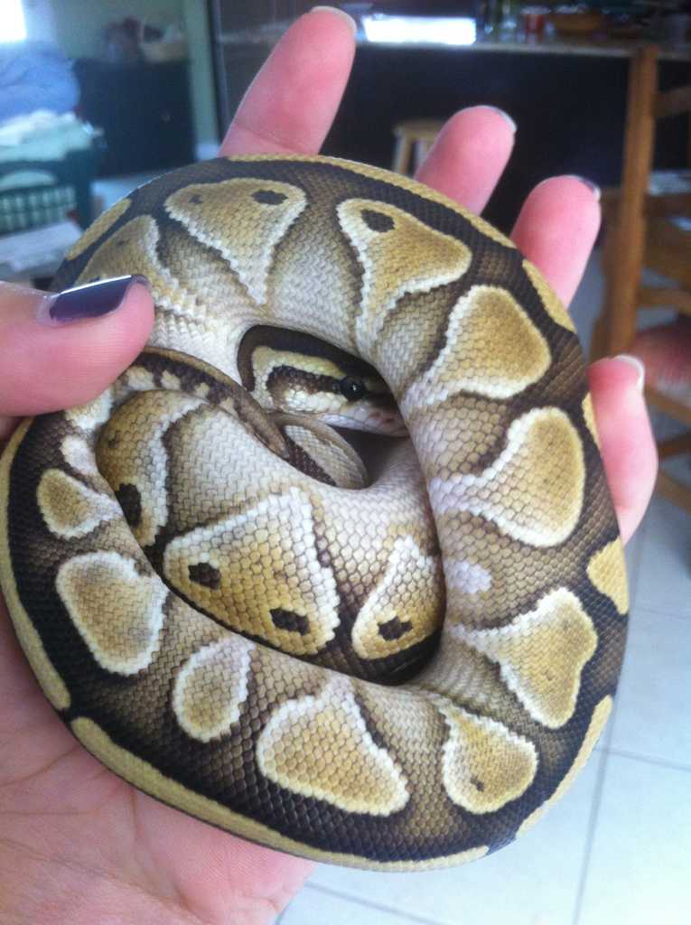 Pepper my new lesser!