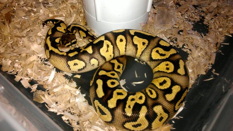 *Rate The Ball Python Above You* - Page 22