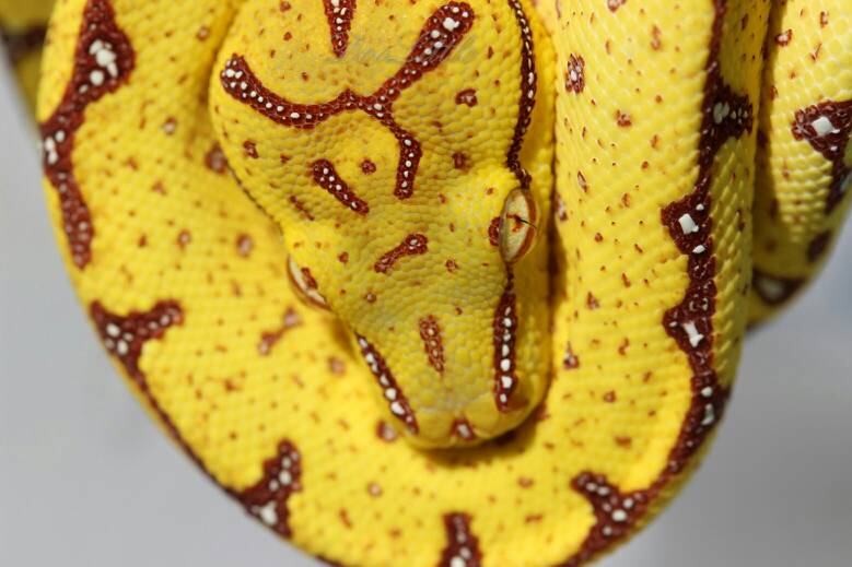 Let's see your yellow snakes!