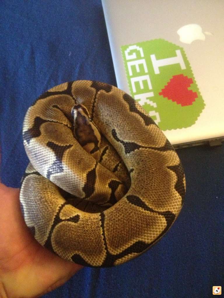 Free Woma Ball Python in Orlando FL