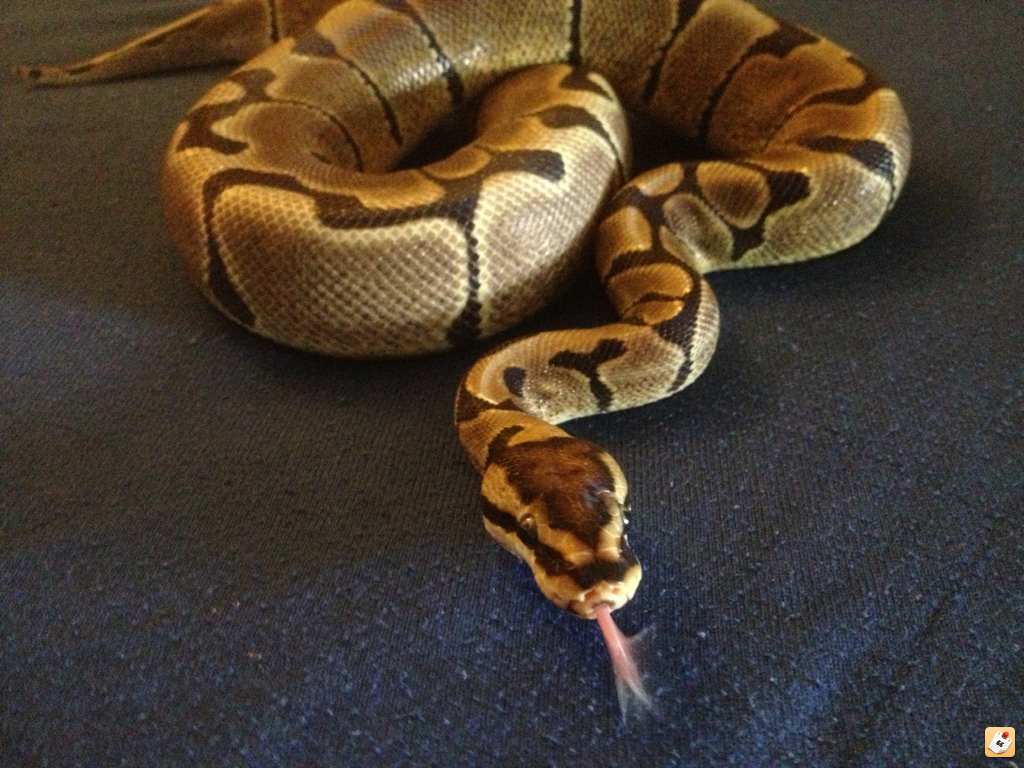 Free Woma Ball Python in Orlando FL