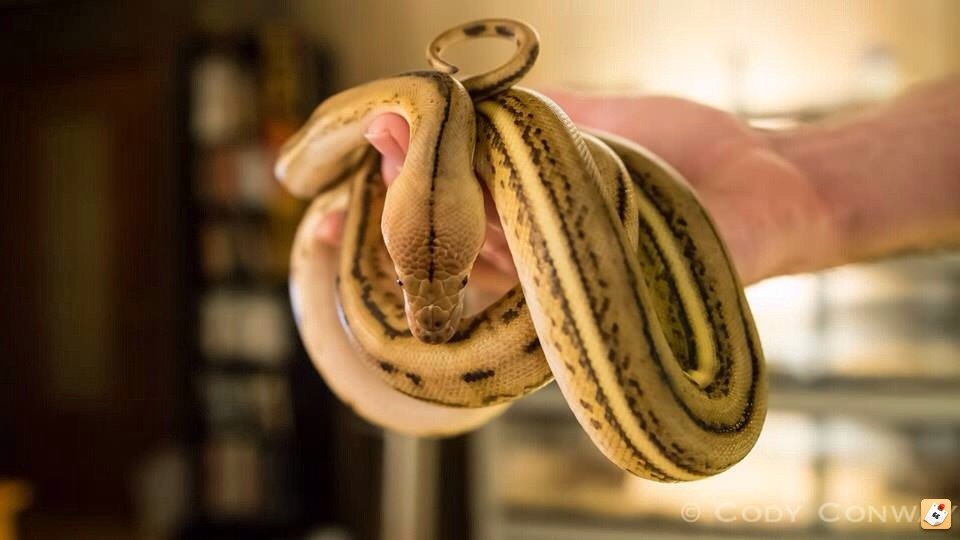 Super Tiger Python