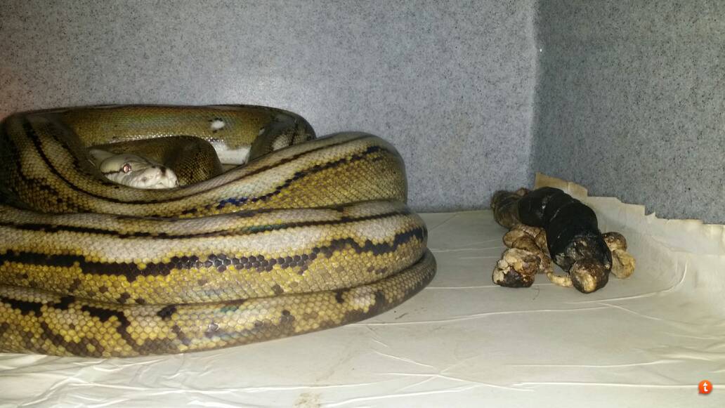 Burmese Python Poop