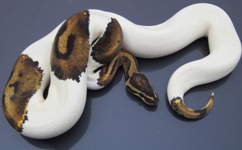 New - high white male pied!
