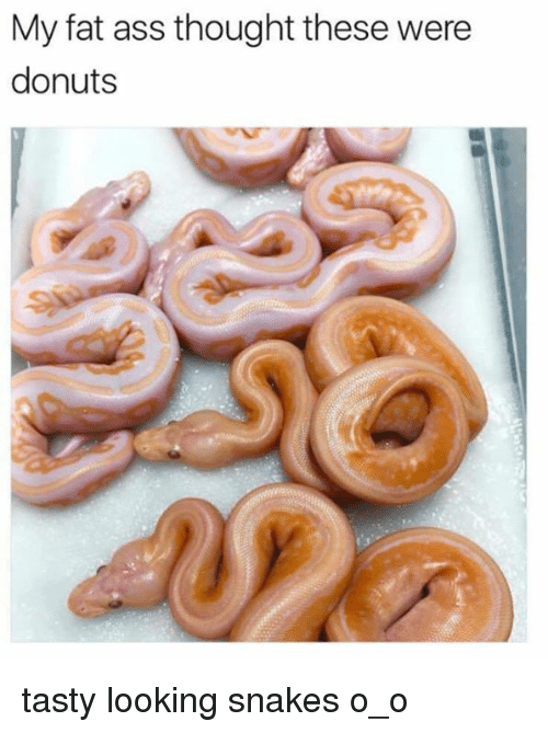Cinnabun Snake Meme Real Or Fake