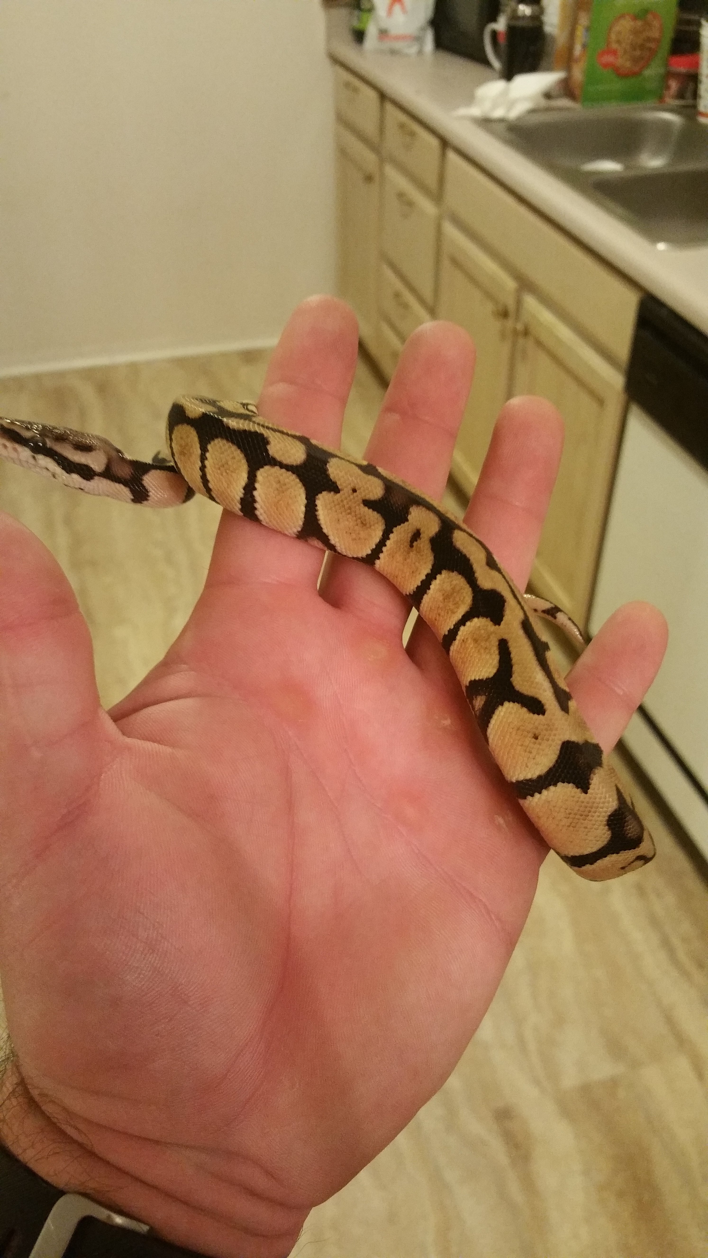 Unique Ball python pattern in hatchling