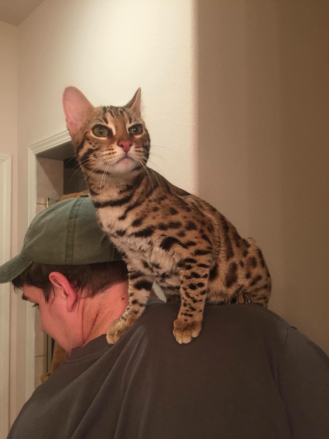 Блю тебби Бенгальская кошка