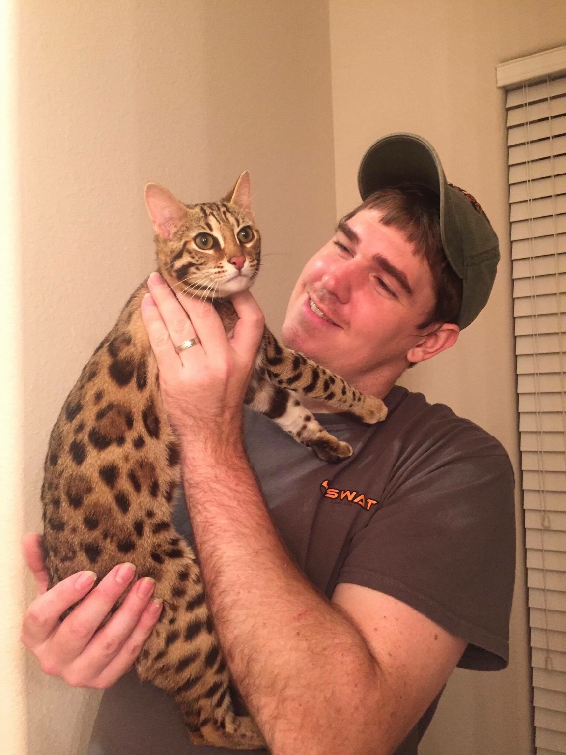 Asian Leopard Cat!