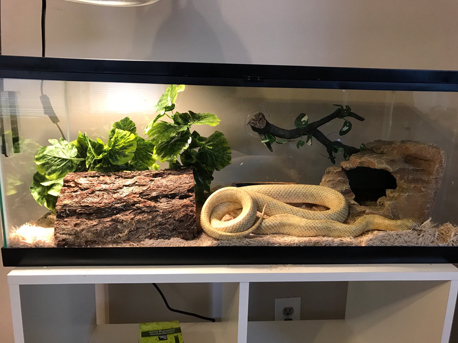 What Does Your Snake Cage Look Like