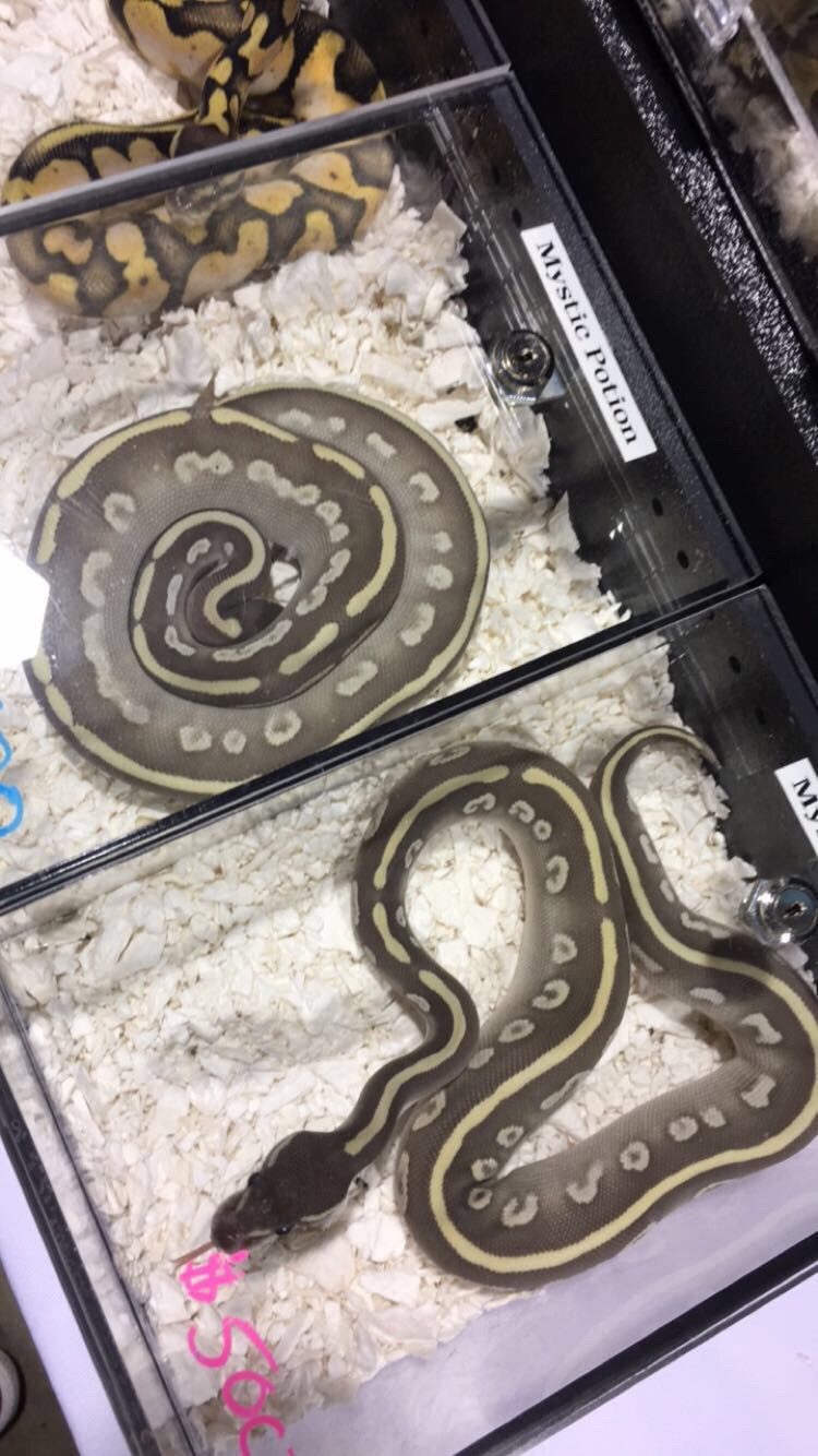 Repticon Raleigh!