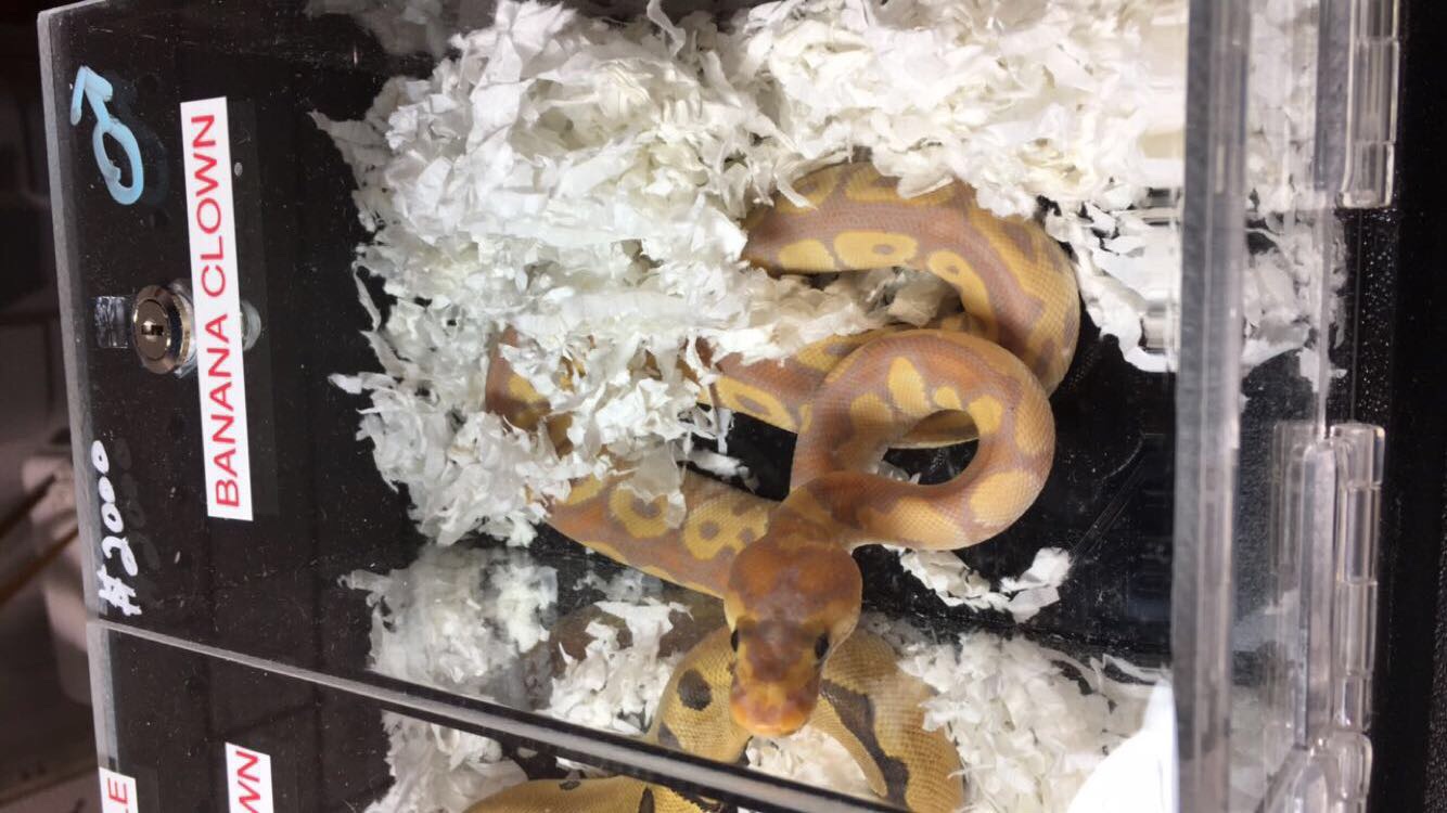 Repticon Raleigh!