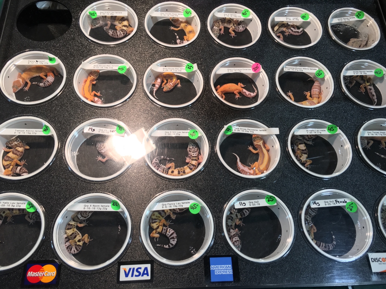 Repticon Raleigh!