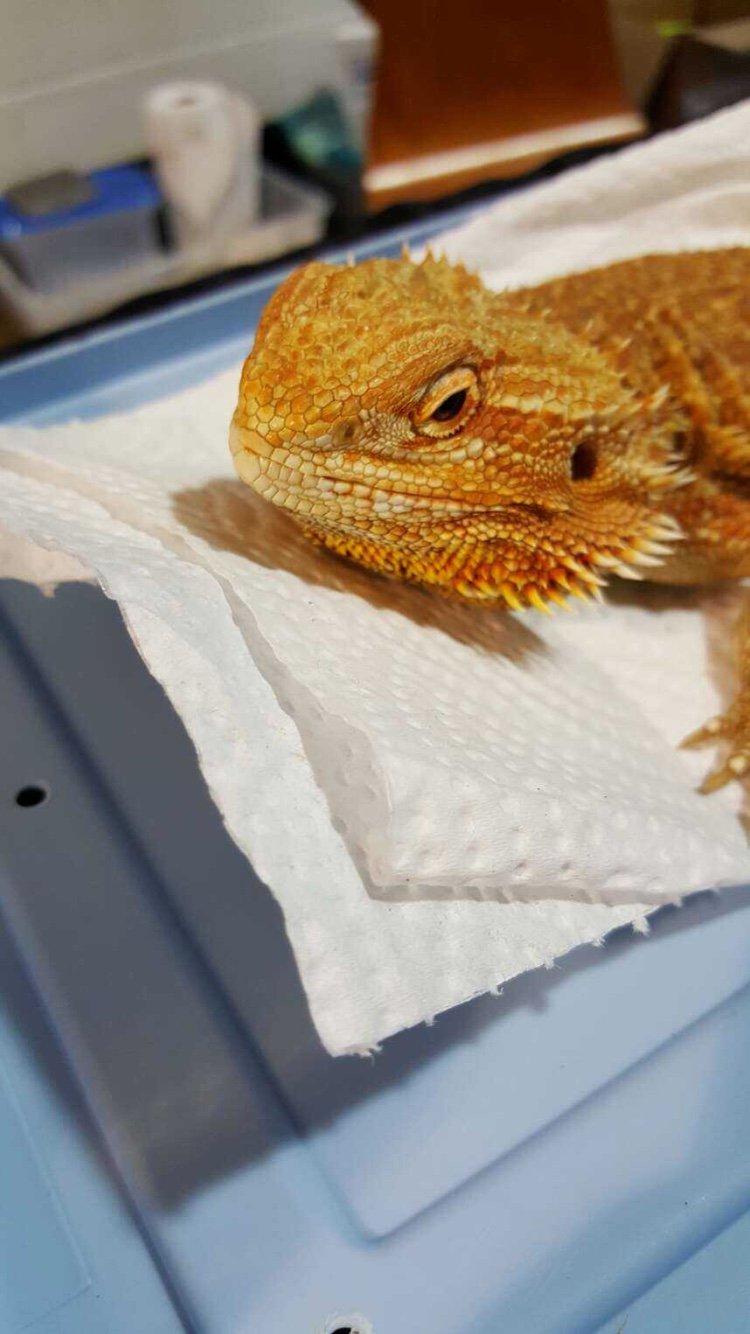 Repticon Raleigh!