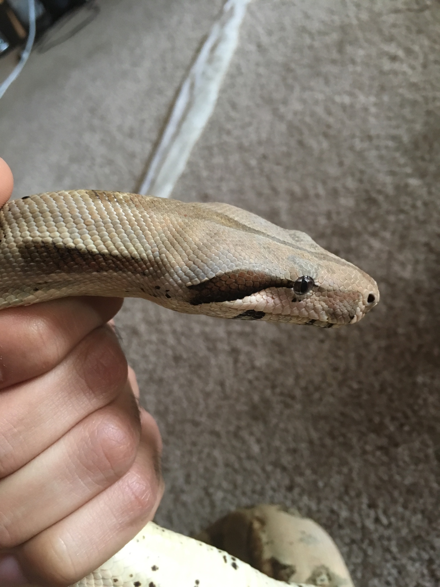colombian boa constrictor