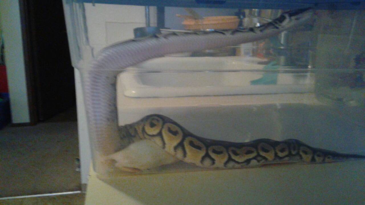 Now Boop won't eat