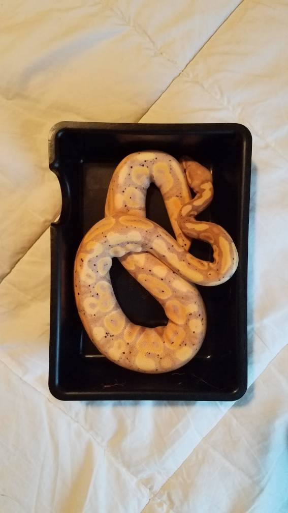 extra large snake hide