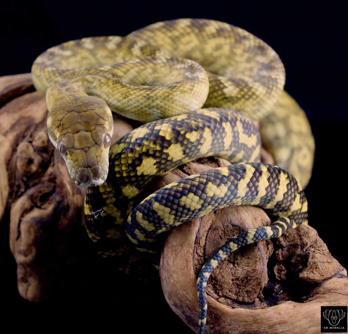 Moluccan scrub python