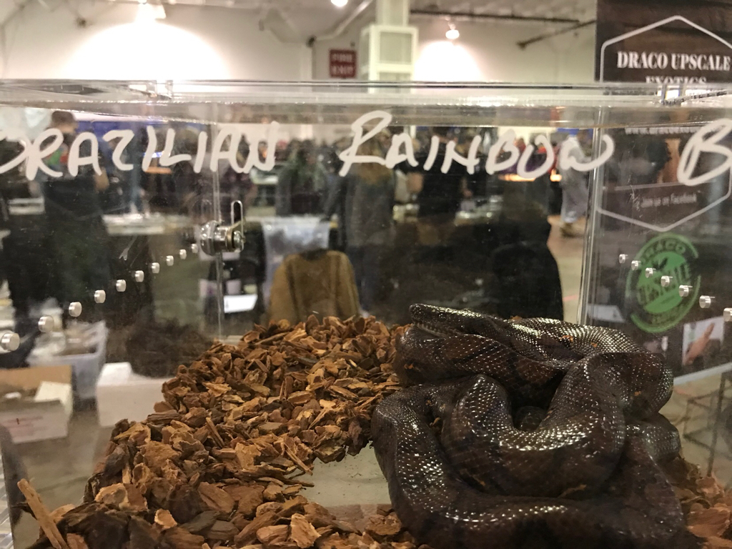 Toronto reptile expo. Pic heavy