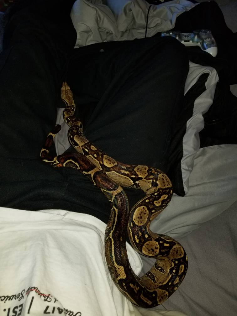 boa constrictor lifespan