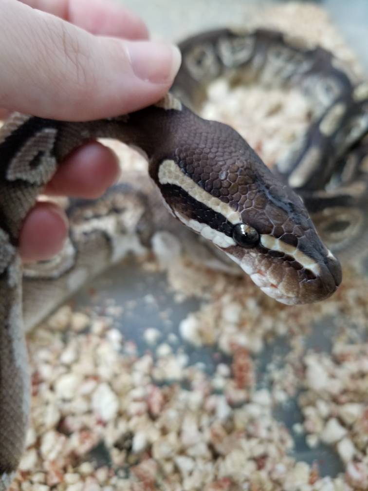 Thin rescue ball python tips needes