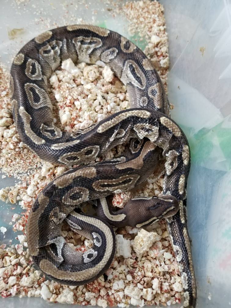 Thin rescue ball python tips needes
