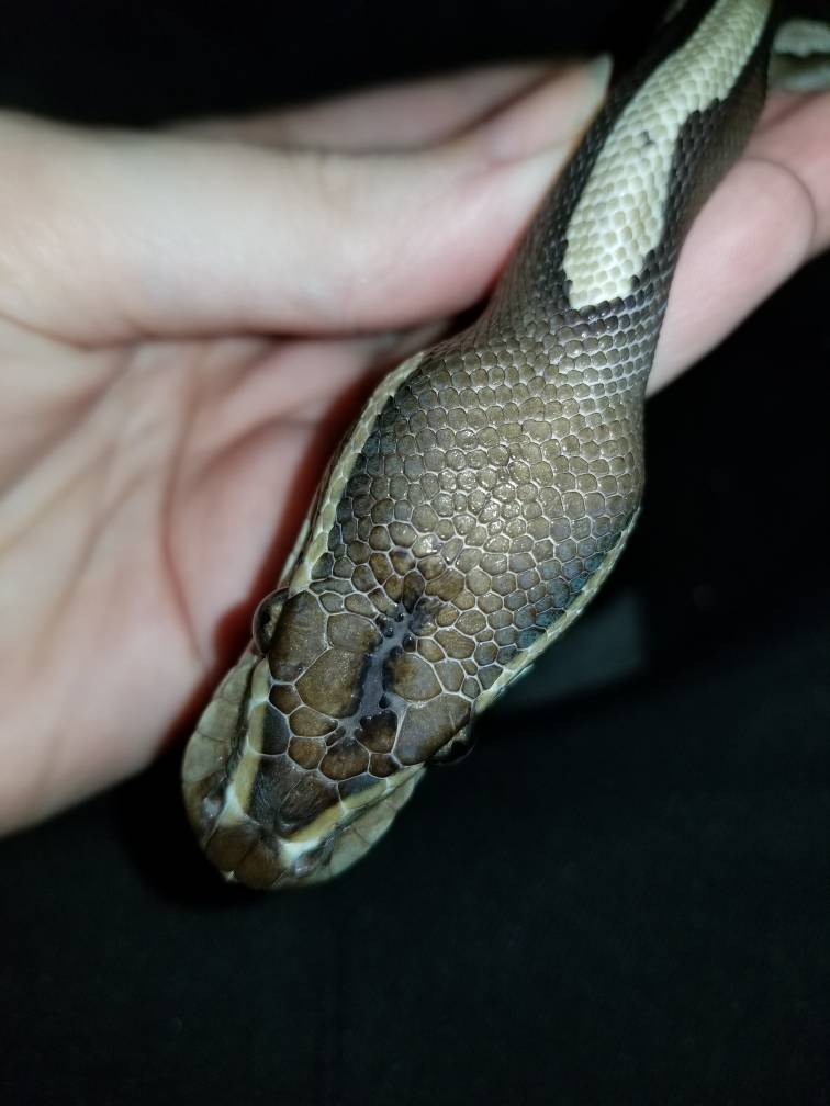 Thin rescue ball python tips needes