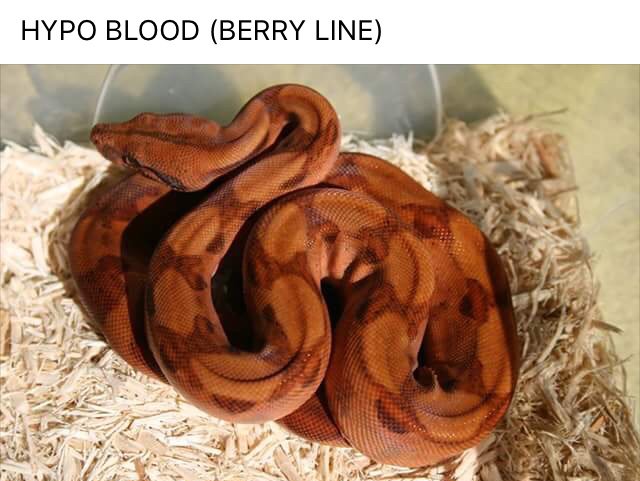 Sun/red dragon boas