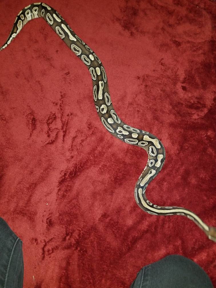 Thin rescue ball python tips needes - Page 5
