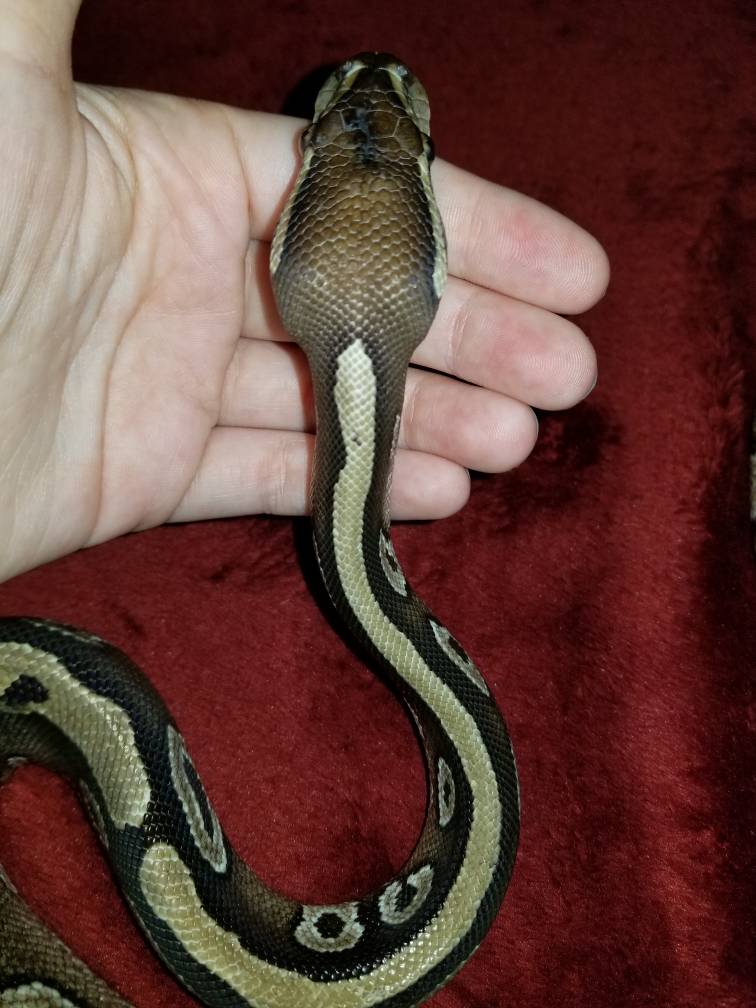 Thin rescue ball python tips needes - Page 5
