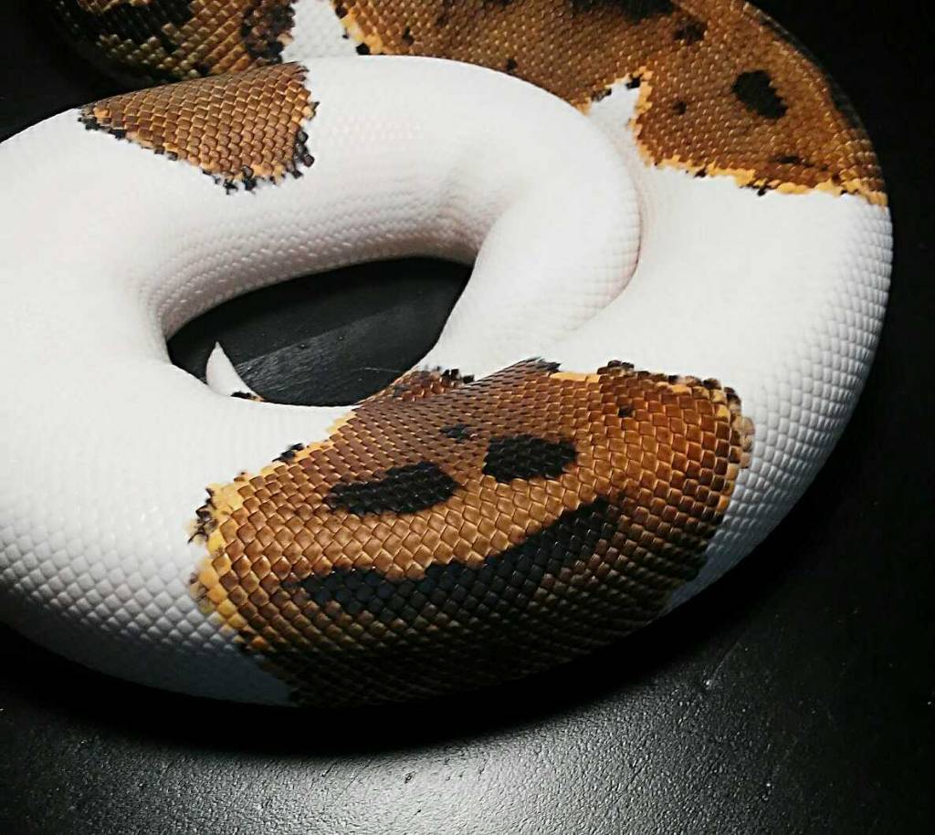 My Pied smiling !!!!