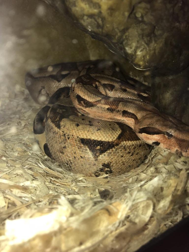 red tail boa for sale craigslist