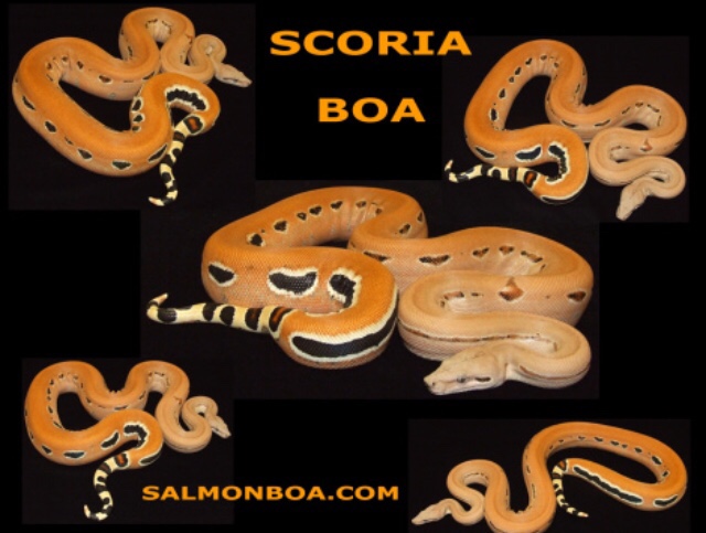 dreaming of snakes download