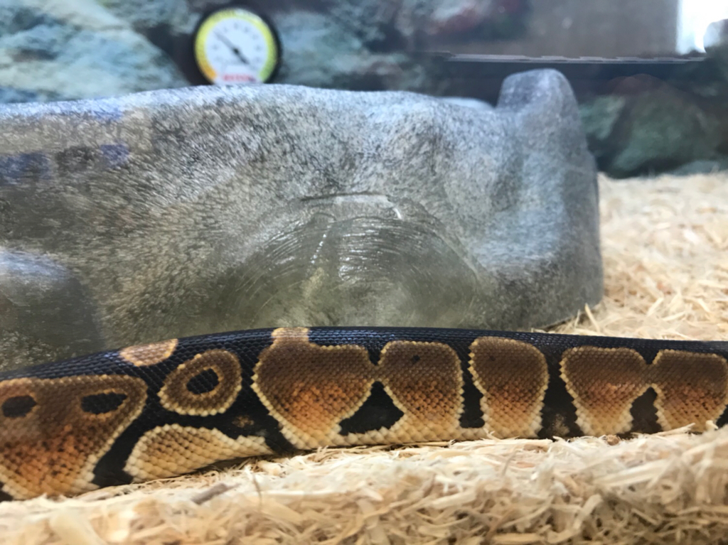 red tail boa for sale at petco