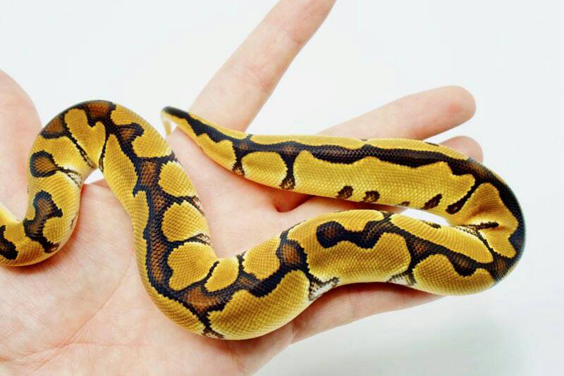 My New Enchi Clown
