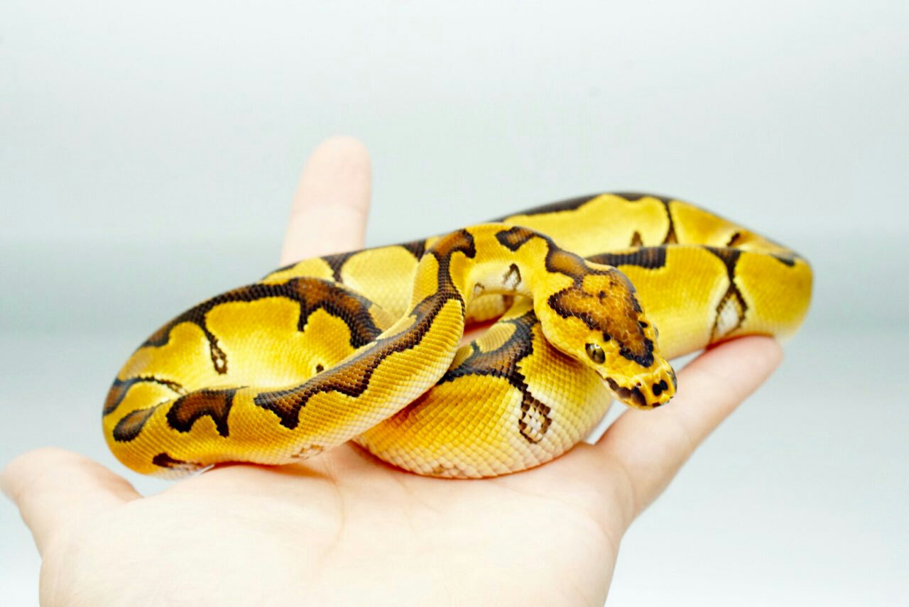 My New Enchi Clown