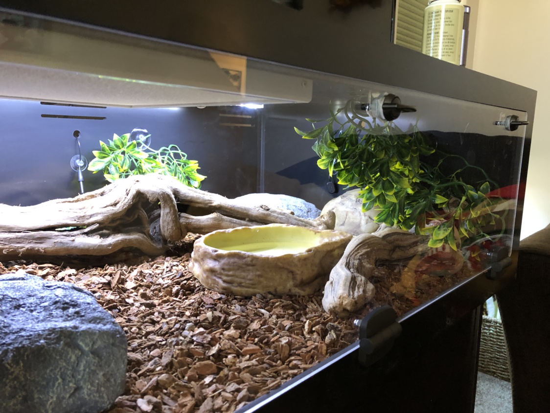 New Reptile Basics 2x3 Set Up