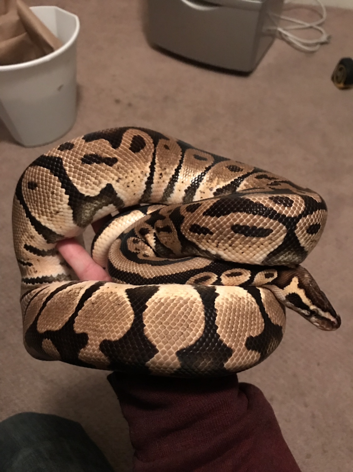 how-old-is-your-ball-python-page-3