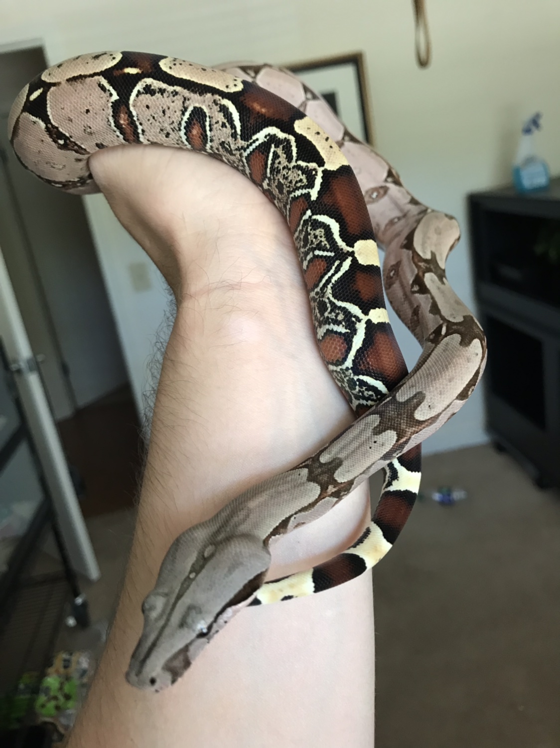 2018 Male Rio Bravo Pokigron Suriname Red Tailed Boa Constrictor