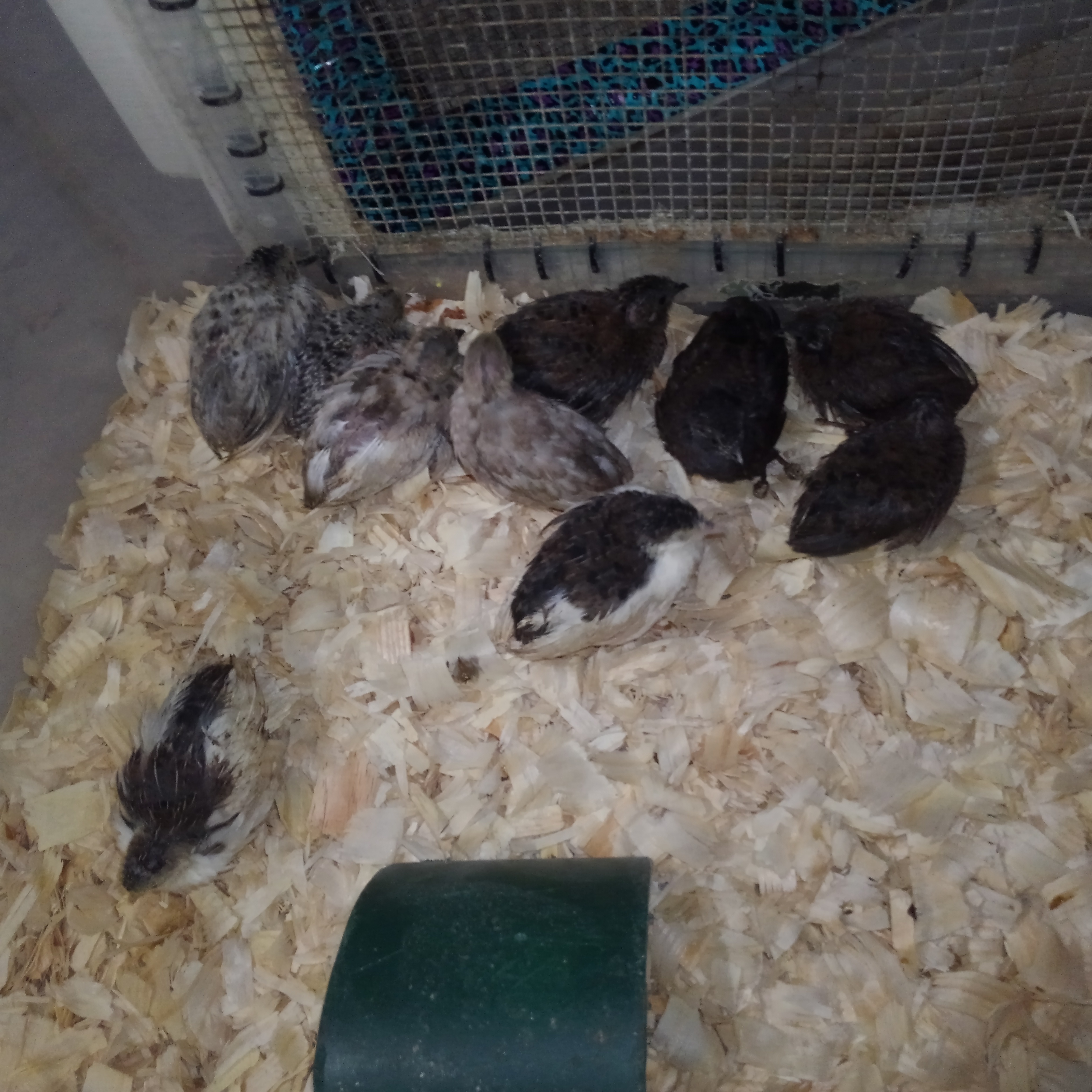 what do baby button quails eat