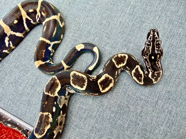 Venezuelan Paraguana Peninsula Locality BOA (Anery)(Female)(#16) Boa  Constrictors by Localboasonly - MorphMarket