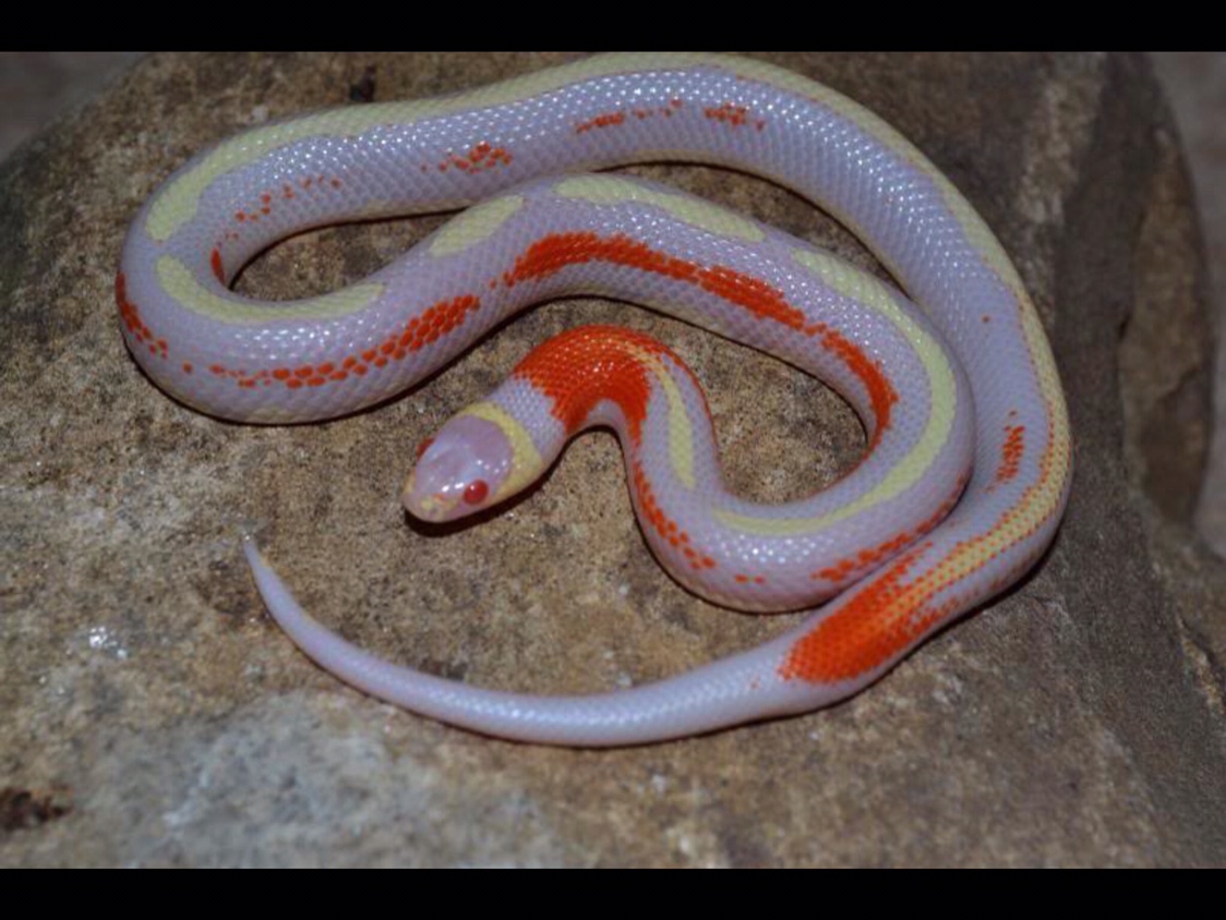 World's most expensive snake??